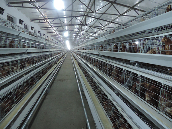 階梯式蛋雞設(shè)備
