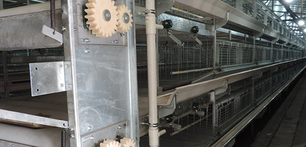 夏季規(guī)?；B(yǎng)雞舍通風(fēng)的模式探討