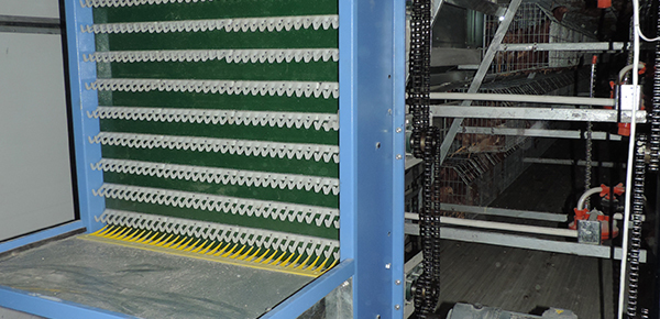 養(yǎng)雞場(chǎng)通風(fēng)不良對(duì)雞群呼吸道的影響